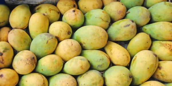 মীরসরাইয়ে আমের ভালো ফলনে খুশি বাগানিরা